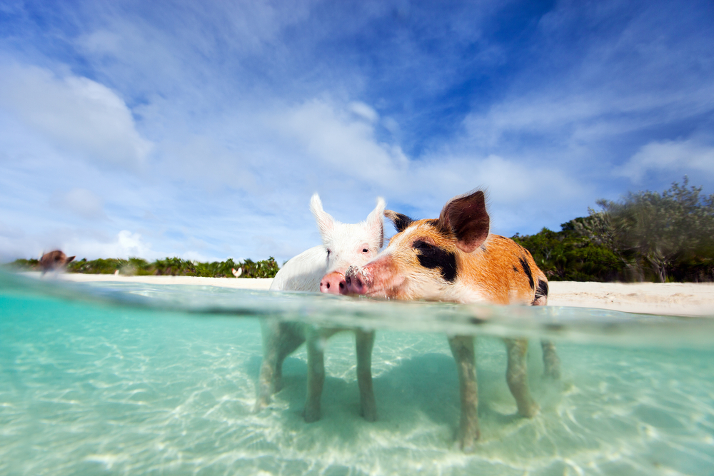 Pig Island in the Bahamas. Extraordinary Attraction